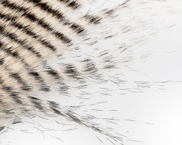 Craft Fur Grizzly, Light Tan / 05